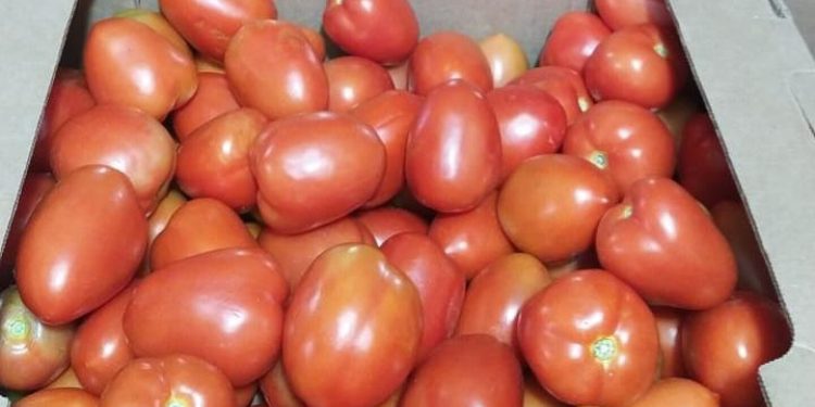 Productores garantizan abastecimiento de tomate y rechazan importación