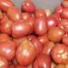 Productores garantizan abastecimiento de tomate y rechazan importación