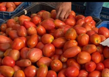 CAPASU urge medidas para reducir el precio del tomate