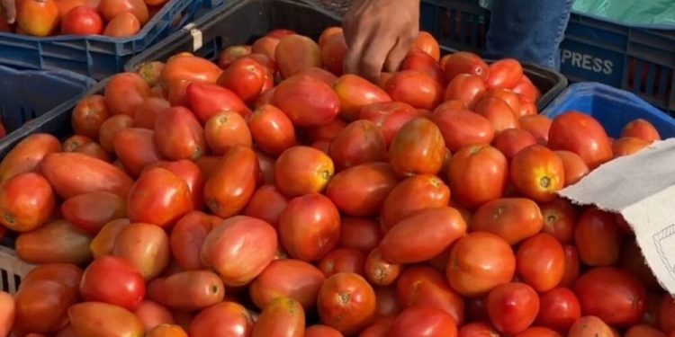 CAPASU urge medidas para reducir el precio del tomate