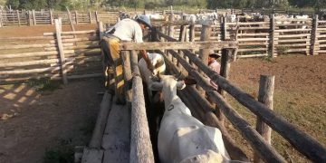 Paraguay inicia campaña nacional de vacunación contra la aftosa