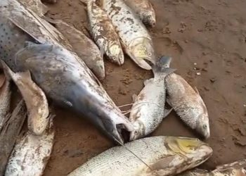 Masiva mortandad de peces en el Río Tebicuary entre Guairá y Paraguarí