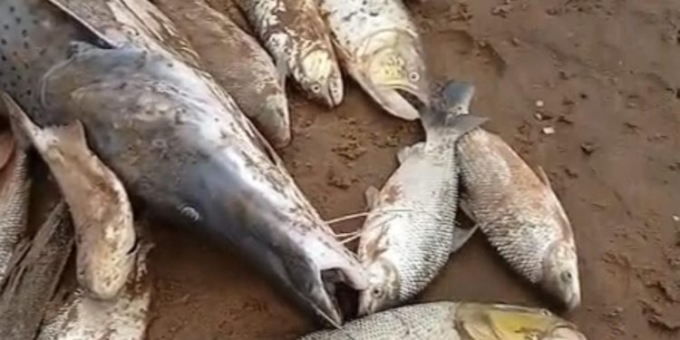 Masiva mortandad de peces en el Río Tebicuary entre Guairá y Paraguarí