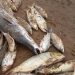 Masiva mortandad de peces en el Río Tebicuary entre Guairá y Paraguarí