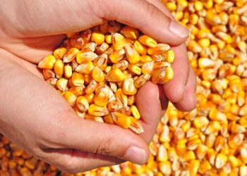 Duplican exportaciones de maíz zafra 2025 por elevada demanda