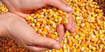 Duplican exportaciones de maíz zafra 2025 por elevada demanda