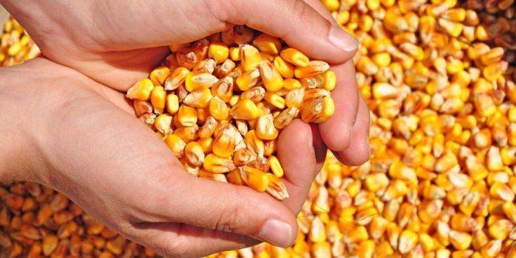 Duplican exportaciones de maíz zafra 2025 por elevada demanda