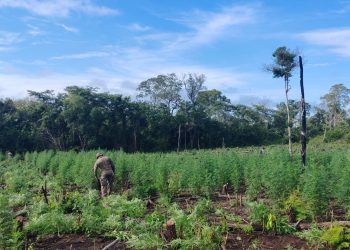 SENAD anula la producción de 27 toneladas de marihuana en Concepción