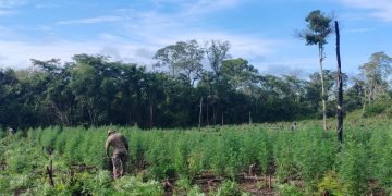 SENAD anula la producción de 27 toneladas de marihuana en Concepción