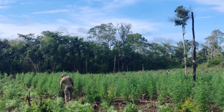 SENAD anula la producción de 27 toneladas de marihuana en Concepción