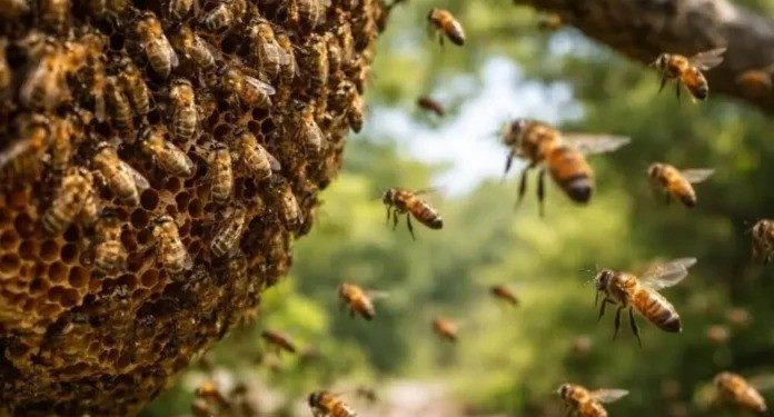 Ataque de abejas: abuela y su nieto sufrieron múltiples picaduras