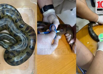 ITAIPU implanta microchips para monitorear ‘mbói jagua’ en Mbaracayú