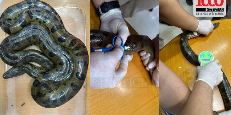 ITAIPU implanta microchips para monitorear ‘mbói jagua’ en Mbaracayú