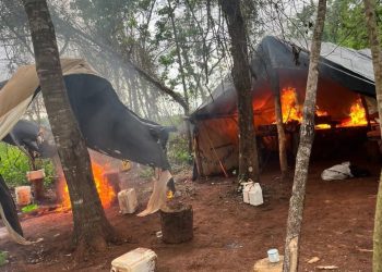 Destruyen cultivos de marihuana en plena cosecha