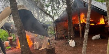 Destruyen cultivos de marihuana en plena cosecha