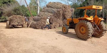 Cañicultores afirman que planta de Troche estaba avanzando sin problemas hasta que llegó Peña