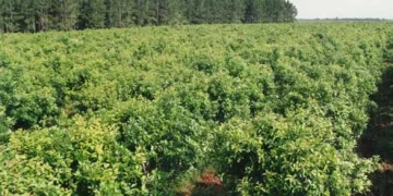 Paraguay y su gran oportunidad ingresando al mercado de los créditos de carbono