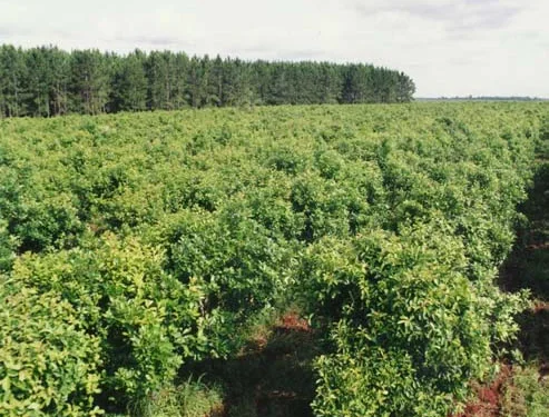 Paraguay y su gran oportunidad ingresando al mercado de los créditos de carbono