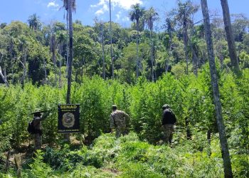 Destruyen 18 hectáreas de marihuana y seis campamentos en Bella Vista Norte