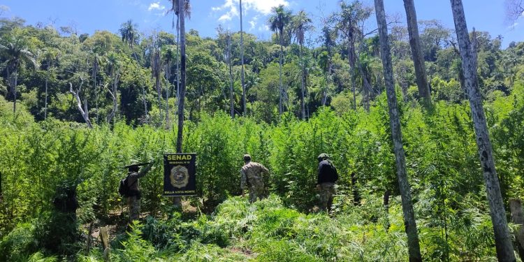 Destruyen 18 hectáreas de marihuana y seis campamentos en Bella Vista Norte
