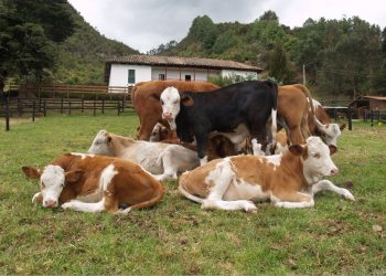 AFD emite bonos por ₲ 40.000 millones para financiar la recuperación del hato ganadero