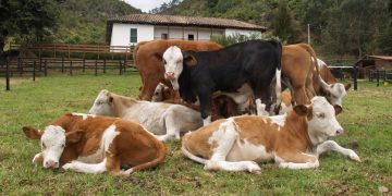 AFD emite bonos por ₲ 40.000 millones para financiar la recuperación del hato ganadero
