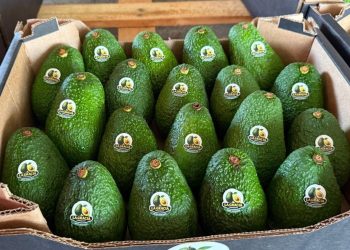 Paraguay inicia exportación de aguacate «hass» a Argentina