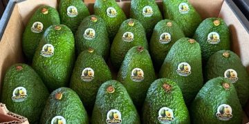 Paraguay inicia exportación de aguacate «hass» a Argentina
