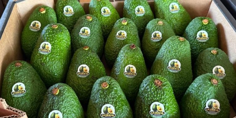 Paraguay inicia exportación de aguacate «hass» a Argentina