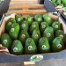 Paraguay inicia exportación de aguacate «hass» a Argentina