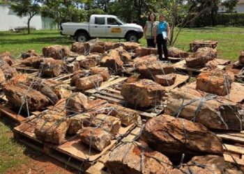 Brasil devuelven troncos petrificados paraguayos de más de 250 millones de años