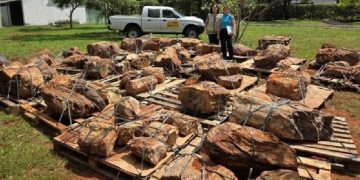 Brasil devuelven troncos petrificados paraguayos de más de 250 millones de años