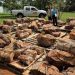 Brasil devuelven troncos petrificados paraguayos de más de 250 millones de años