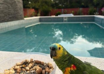 No soportó los gritos del loro que robó y se entregó