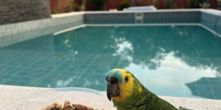 No soportó los gritos del loro que robó y se entregó