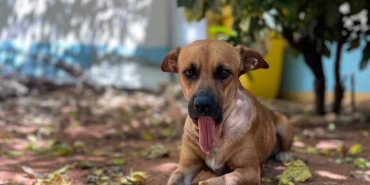 “Ley Canela”: presentan proyecto para regular el uso de pirotecnia en Paraguay