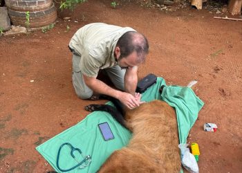 Rescatan y trasladan a un aguará guasú hallado en Asunción