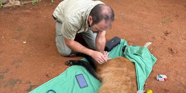 Rescatan y trasladan a un aguará guasú hallado en Asunción