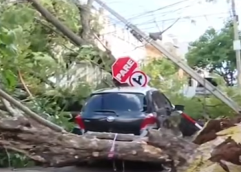 Aseo Urbano reportó más de 20 árboles caídos en Asunción