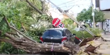 Aseo Urbano reportó más de 20 árboles caídos en Asunción