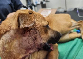 Marcando un precedente, Canela recibió su prótesis mandibular