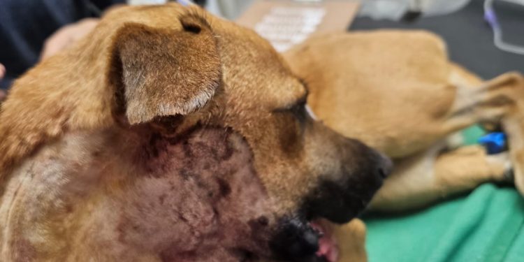 Marcando un precedente, Canela recibió su prótesis mandibular