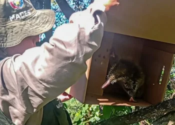 Puercoespín rescatado por el MADES en Cordillera