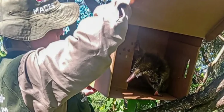 Puercoespín rescatado por el MADES en Cordillera