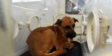 Canela evoluciona favorablemente luego de recibir su segunda cirugía