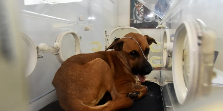 Canela evoluciona favorablemente luego de recibir su segunda cirugía