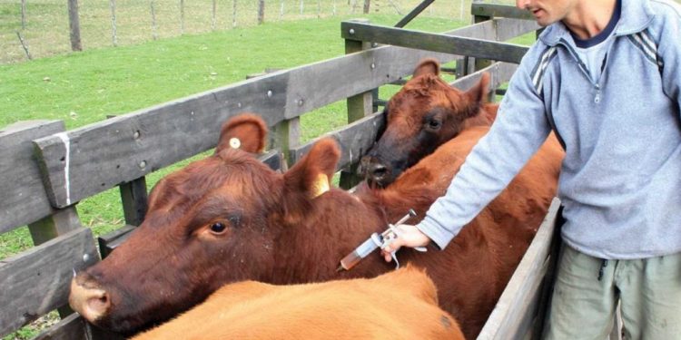 Exportadores y Productores de Carne contra la idea de dejar de vacunar contra la Aftosa