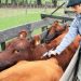 Exportadores y Productores de Carne contra la idea de dejar de vacunar contra la Aftosa
