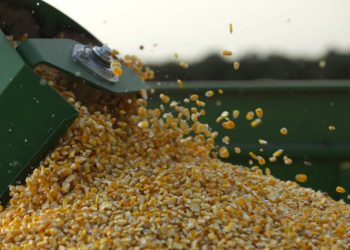 Conflicto en medio oriente hace que productores trabajen a pérdida muchas veces, afirman