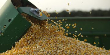 Conflicto en medio oriente hace que productores trabajen a pérdida muchas veces, afirman